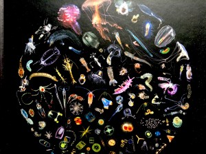 Plancton, par Christian Sardet