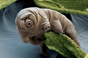 Tardigrade